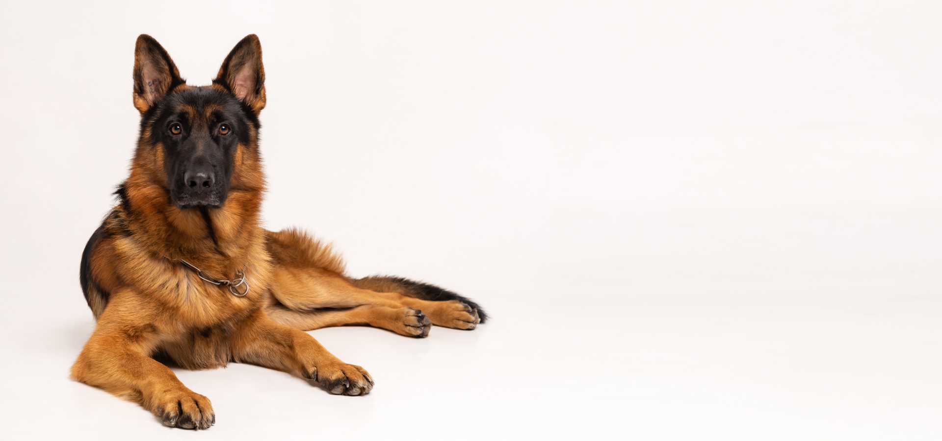 Stomatologie veterinară pentru câini – Cazuri 1