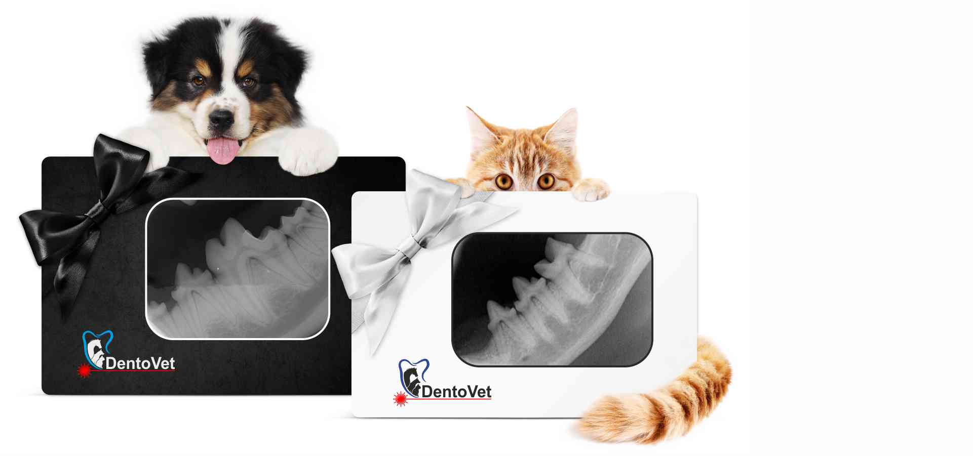Importanța radiologiei dentare în cabinetul veterinar
